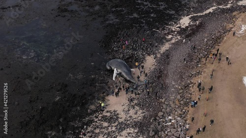 Dead Humpback whale beached on volcanic shore of Iceland, aerial photo