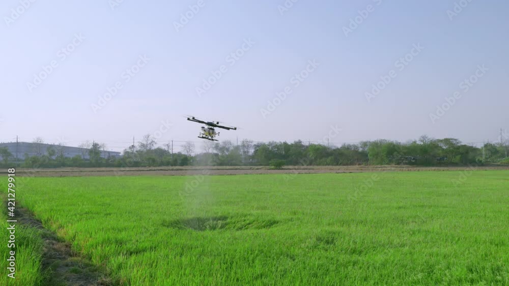 Agricultural drones are spraying drugs in rice fields
