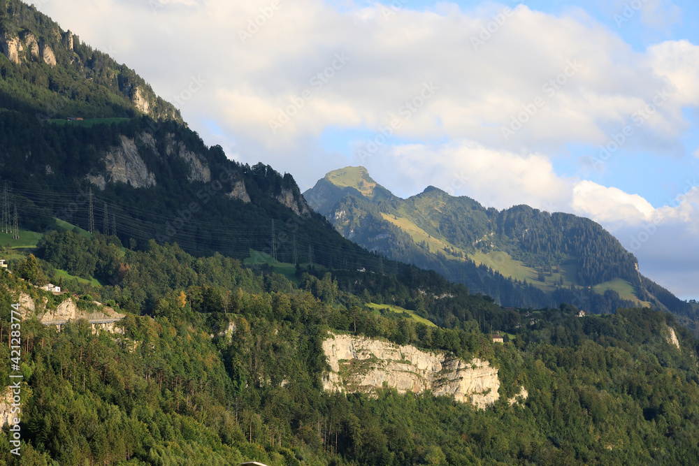 The hillside where the forest grows
