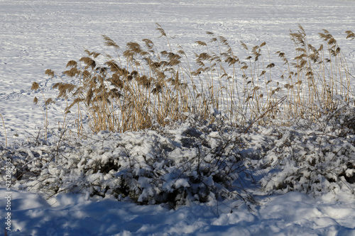 Dry reed grasses by the lake bank in winter photo