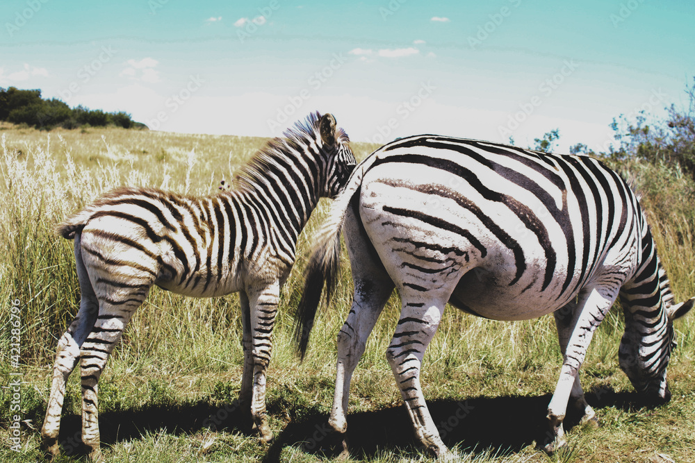 Fototapeta premium zebra in the wild