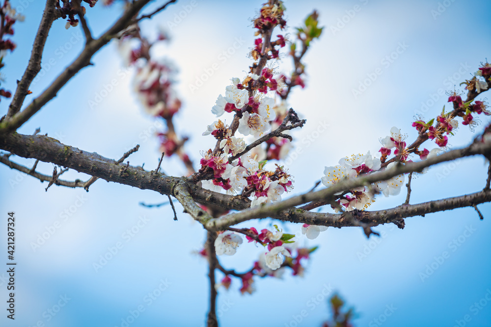Flowering branches of an apricot tree, photographed in early spring; the flowers begin to open for a new season. Flowering branches of an apricot tree, photographed in early spring; the flowers begin to open for a new season.
