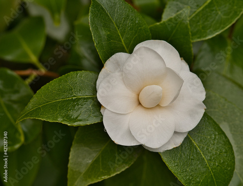 Slika na platnu white japonica camelia bush flower