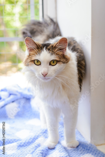 Cute cat on the windowsill in summer