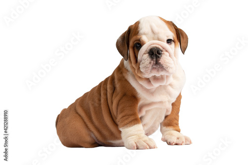 English bulldog puppy isolated on a white background