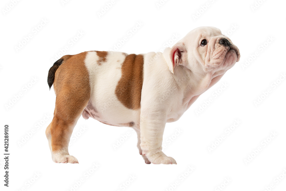 English bulldog puppy isolated on a white background English bulldog puppy isolated on a white background