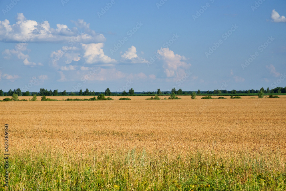 Crops in scenic agricultural fields in summer. Picturesque blue sky over the village plain. Scenery.