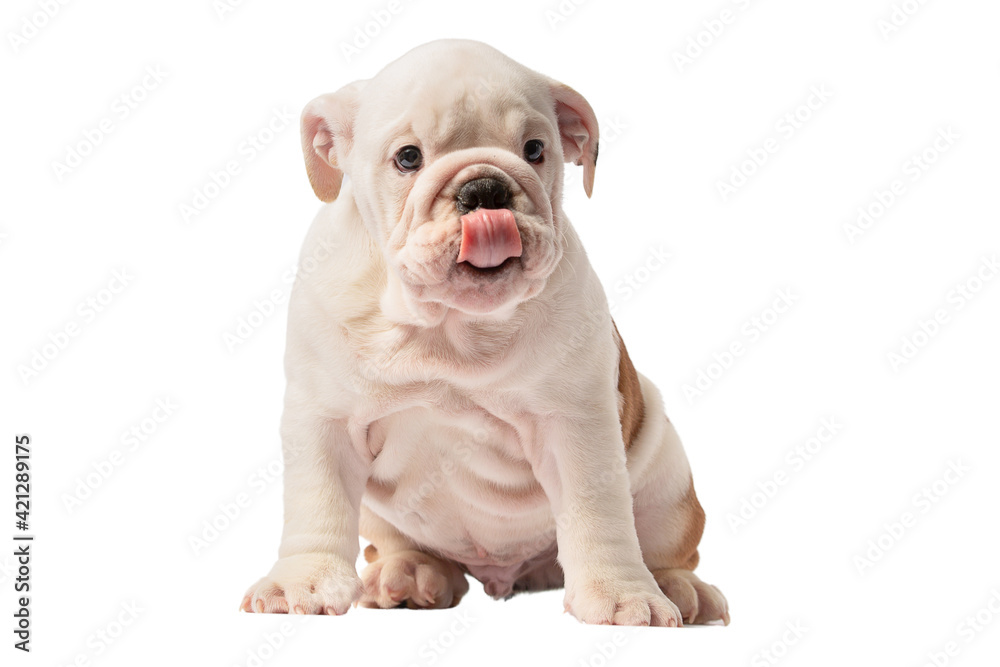 English bulldog puppy isolated on a white background