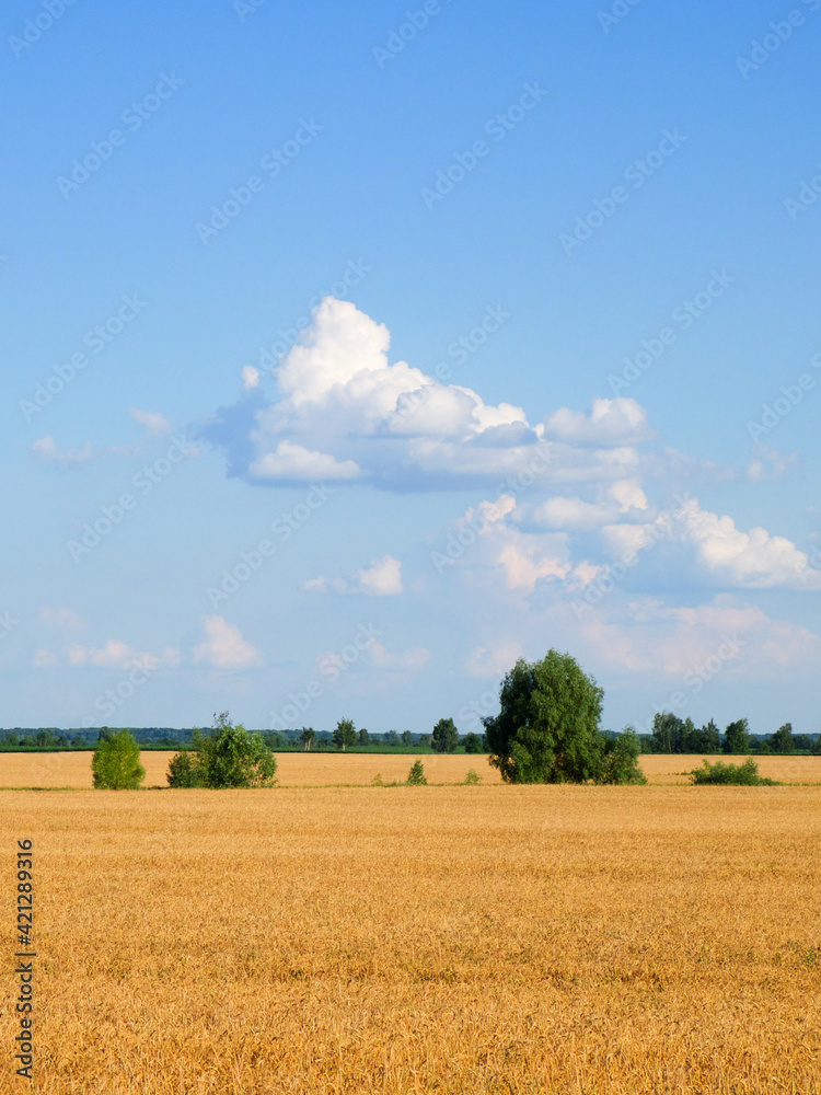 Several trees amidst a vast field of ripe wheat in summer. Agricultural land before harvesting grain. Picturesque rural landscape. Fluffy white clouds against the blue sky.