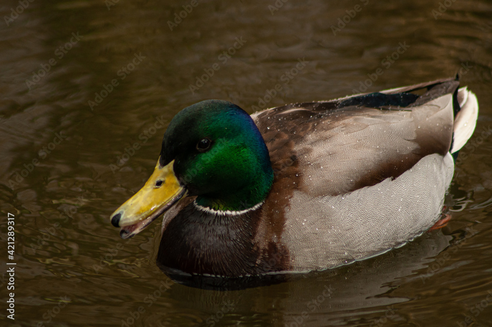 Fototapeta premium mallard duck on the water