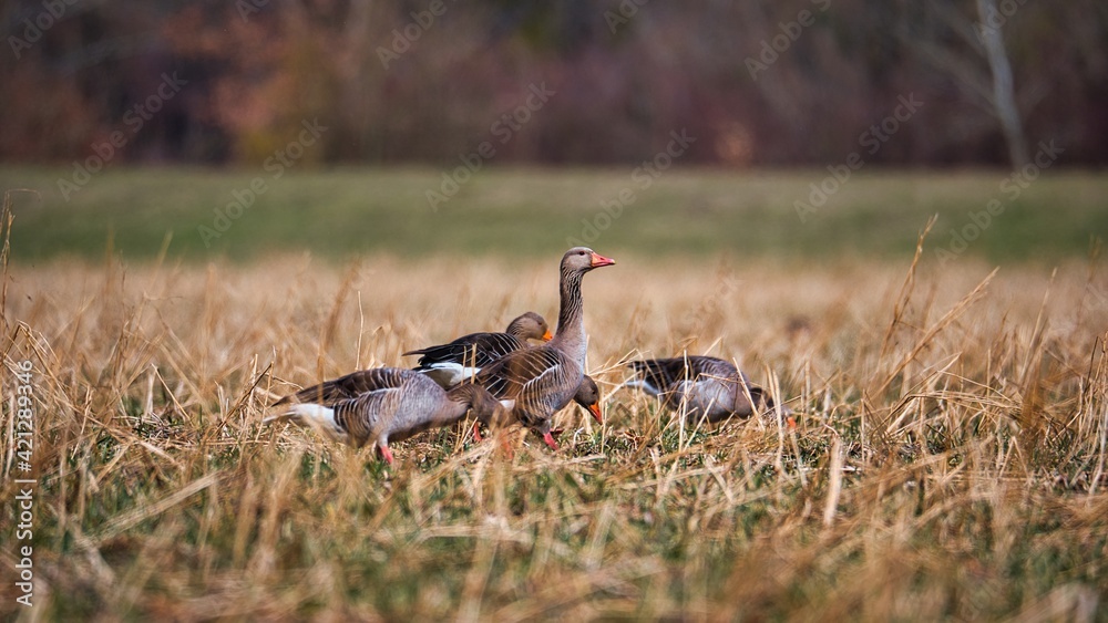 Aufnahme von Wildgänsen welche sich auf einem Feld niedergelassen haben Aufnahme von Wildgänsen welche sich auf einem Feld niedergelassen haben