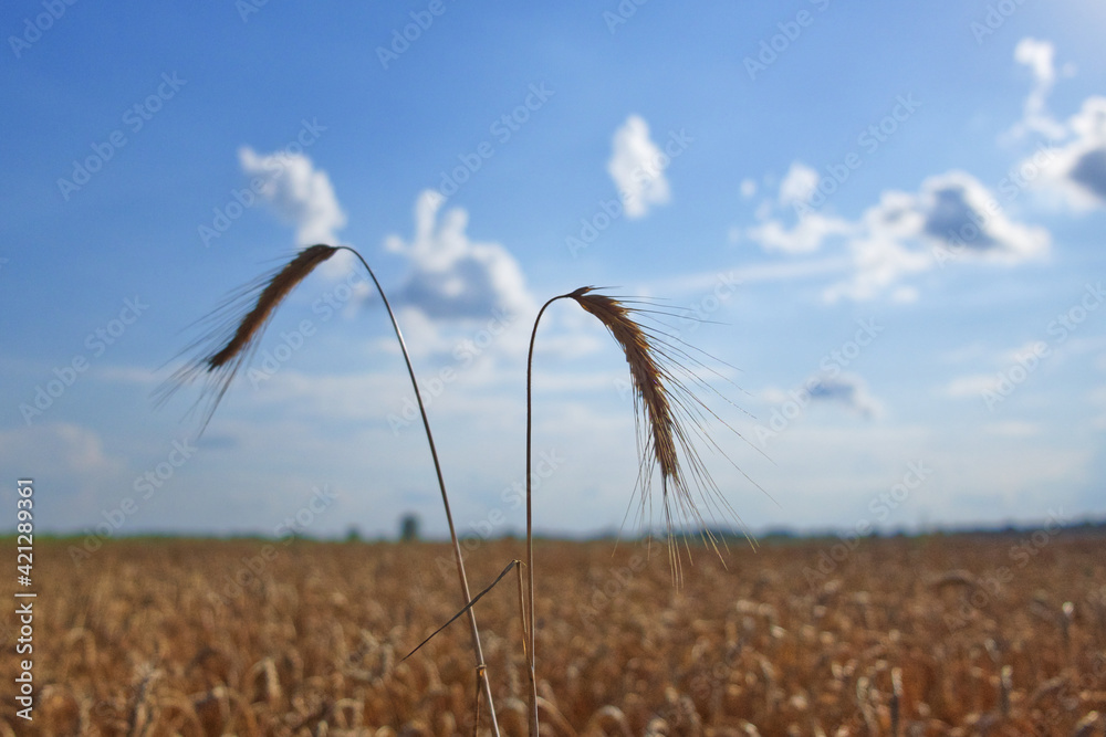 Obraz premium Ears of rye against the blue sky on a hot summer evening. Ripe crops. Farm plants.
