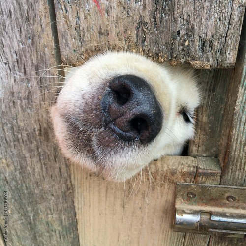 White dog's nose sticks out of a hole in the fence