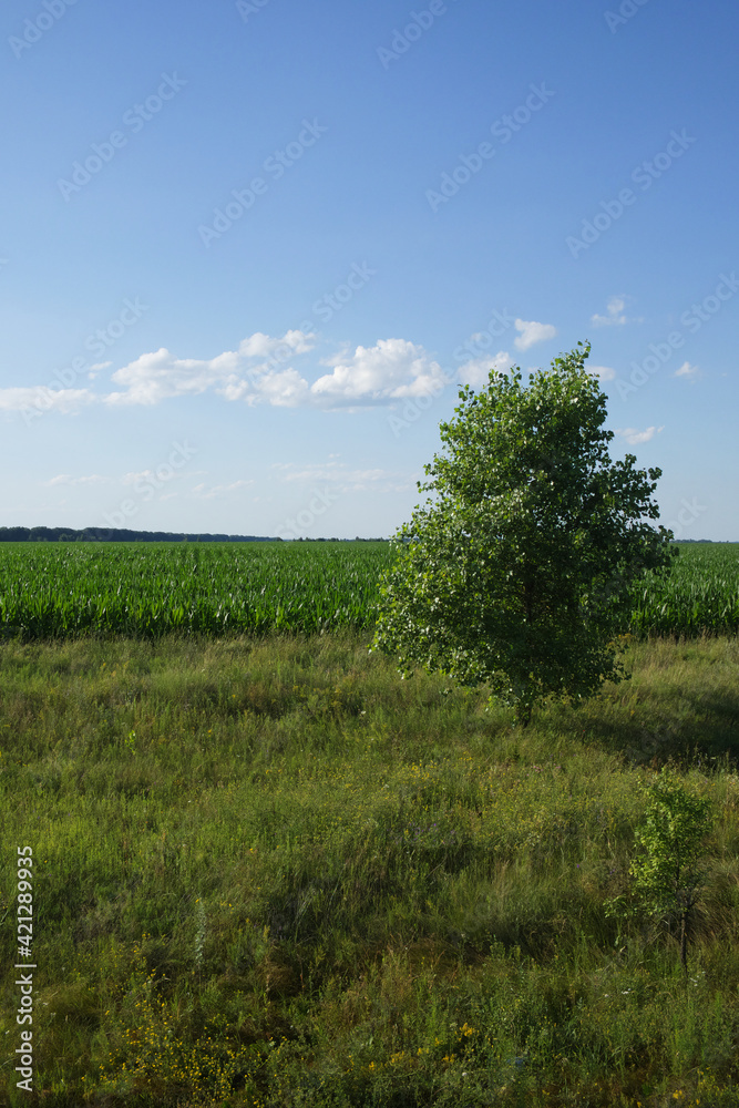 One tree on a sunny summer day near a farm field. Scenery. A tree in a field under a blue sky. One tree on a sunny summer day near a farm field. Scenery. A tree in a field under a blue sky.