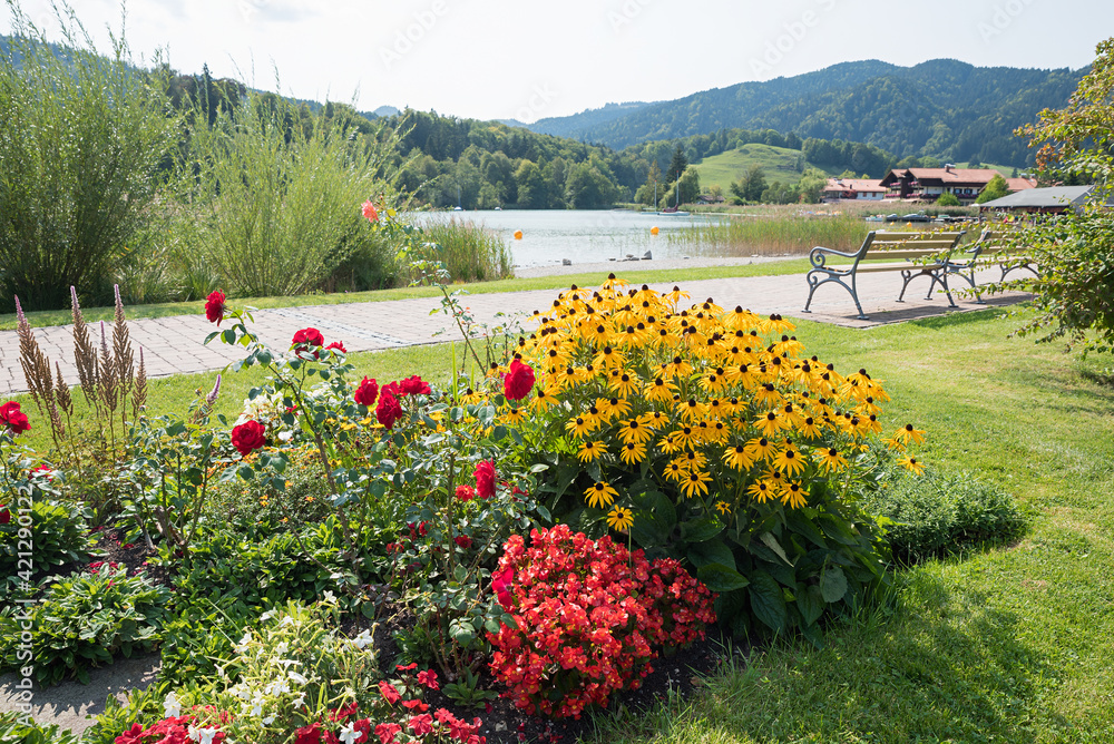 summery spa garden with beautiful rose and echinacea flowers, bavarian lake and mountains