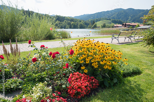 Fototapeta Naklejka Na Ścianę i Meble -  summery spa garden with beautiful rose and echinacea flowers, bavarian lake and mountains