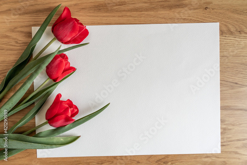 Three red tulips on white background. Spring concepte. Copy space