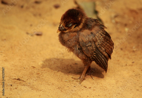 Baby chick standing
