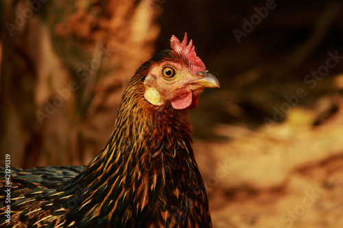 Chicken front of camera, closeup
