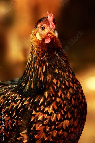 Chicken front of camera, closeup