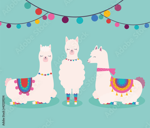 three sweet llamas