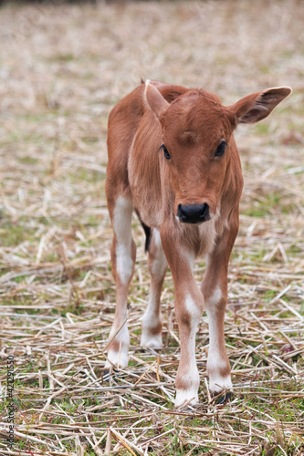 Cute baby cow standing