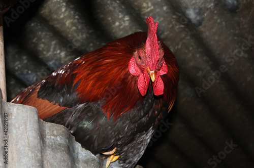 Rooster standing in nearest nest