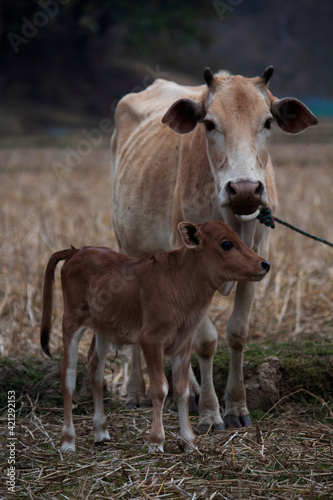 Baby cow standing with mother
