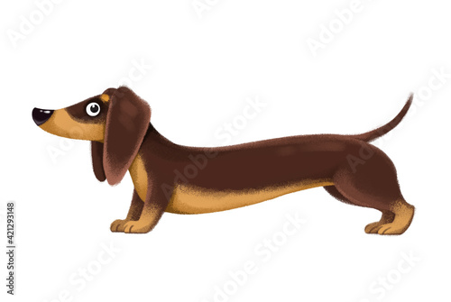 Dog breed dachshund clipart. Full-length animal. Cute illustration in cartoon childish style. The image is isolated on a white background.