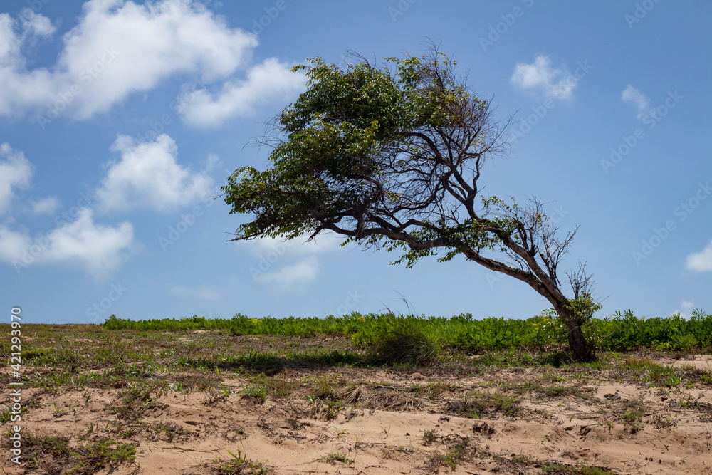 Obraz premium A disciplined tree twisted by the constant wind from the sea. Force of nature. Landscape of a marine tundra. Holiday photography.