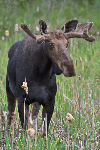 Moose in the cattail