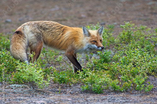 Red Fox hunting © Nina