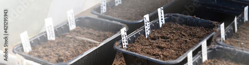 Wallpaper Mural Bacs à semis étiquetés pour reconnaître les plantes qui vont pousser, dans une serre familiale Torontodigital.ca