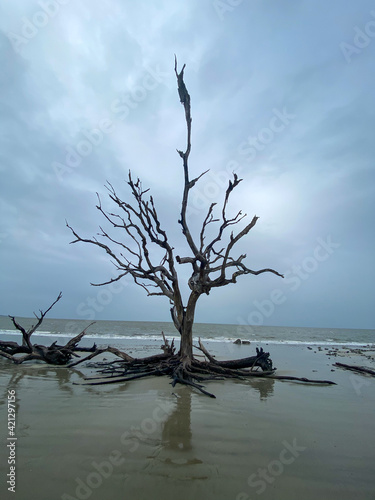 driftwood beach, Jekyll Island 