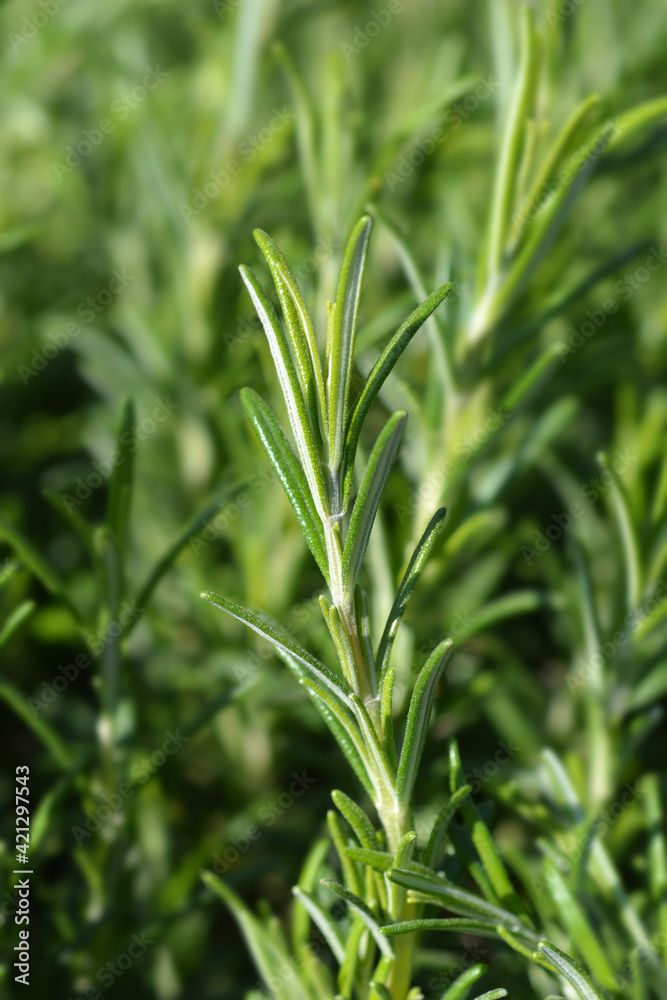 Rosemary leaves Rosemary leaves