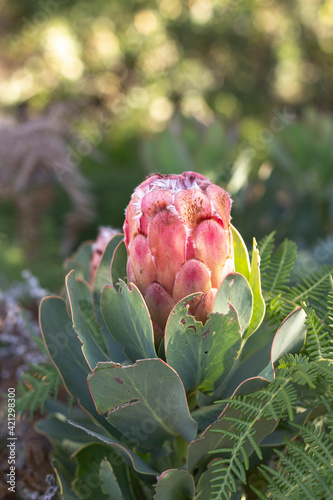 African Sugar Bush Protea Flower photo