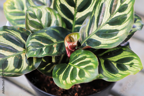 Closeup of a new curled leaf sprouting in a calathea photo