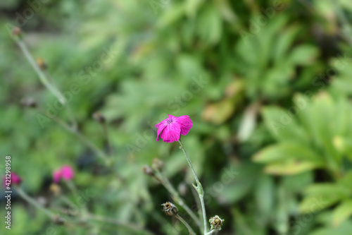 Rose campion
