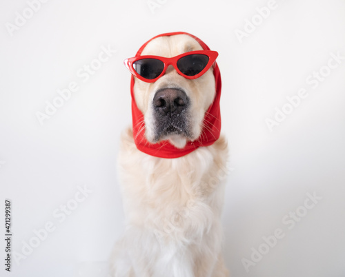 Fashionable dog with funny glasses and a scarf sits on a white background. Golden Retriever in clothes for a style article. © deine_liebe