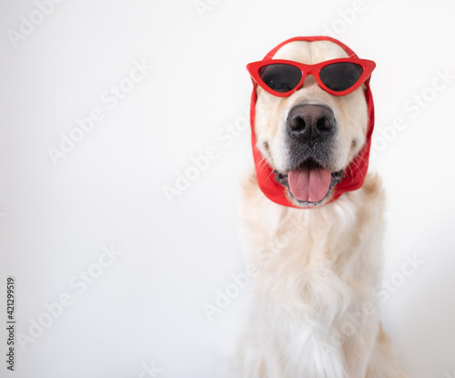 Fashionable dog with funny glasses and a scarf sits on a white background. Golden Retriever in clothes for a style article.
