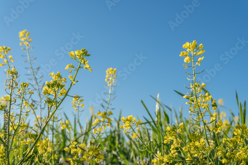 Field of yellow wild flowers called Wild Mustards (Sinapis arvensis)