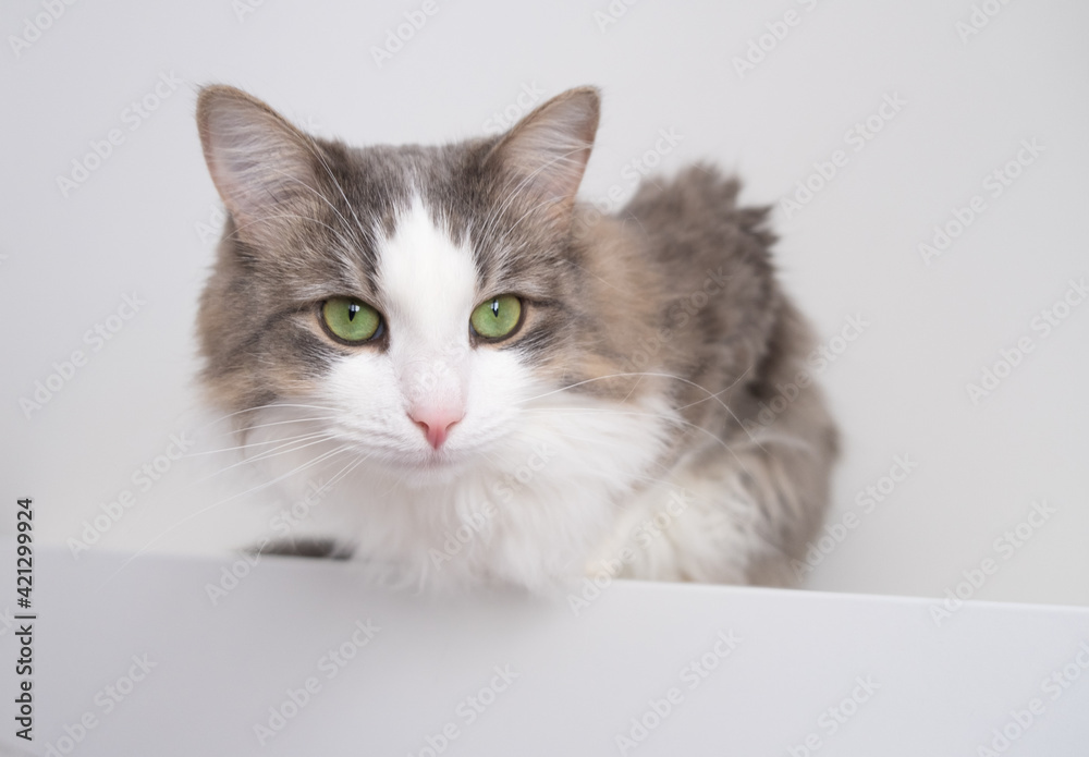 A beautiful gray cat sits on a white table. Waiting for Spring. Cats in the interior. World cat day, pet day.