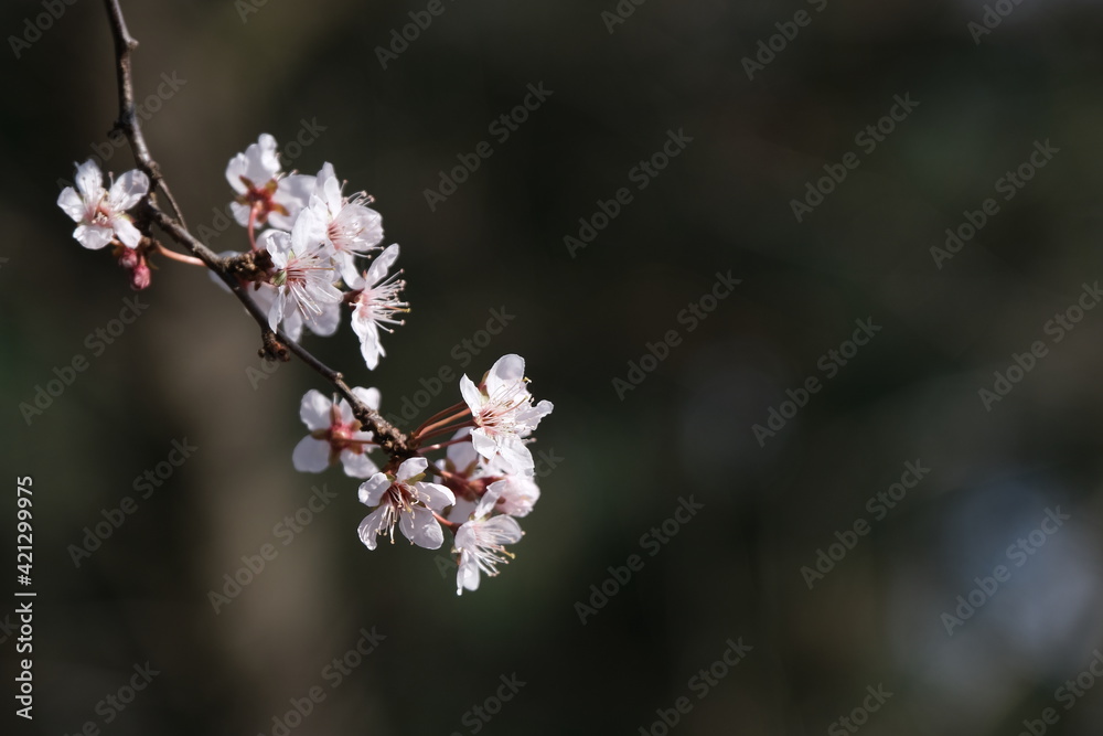 La fioritura di un prugno in una giornata di fine inverno. La fioritura di un prugno in una giornata di fine inverno.