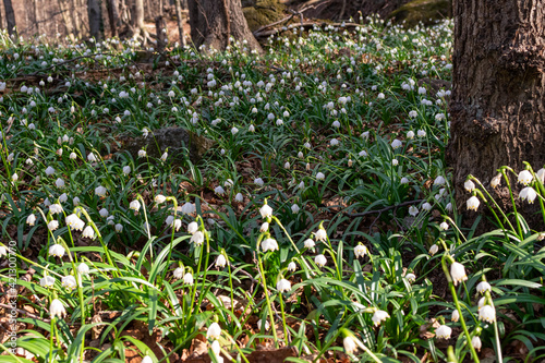 View of a splendid undergrowth full of flowers