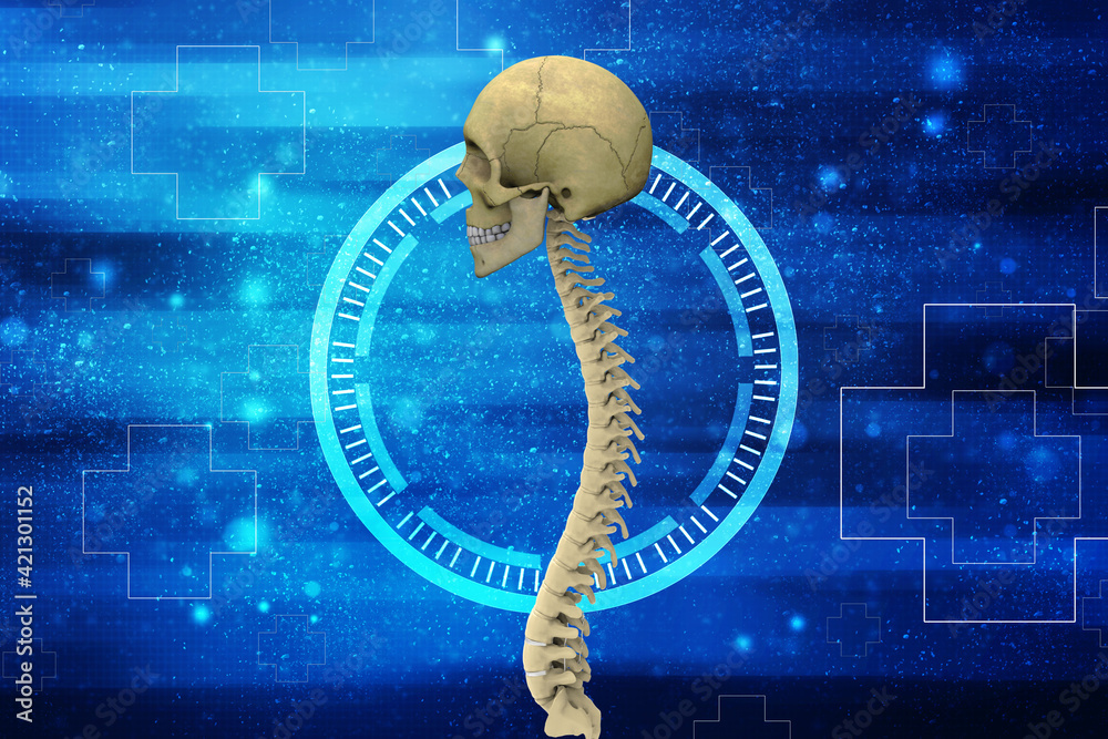 3d illustration Human Skull with spinal cord Stock Illustration | Adobe ...
