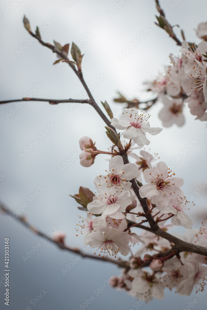 Blooming decorative tree on a blue background. Spring blooming. Fragrant white flowers. Spring . Blooming decorative tree on a blue background. Spring blooming. Fragrant white flowers. Spring .