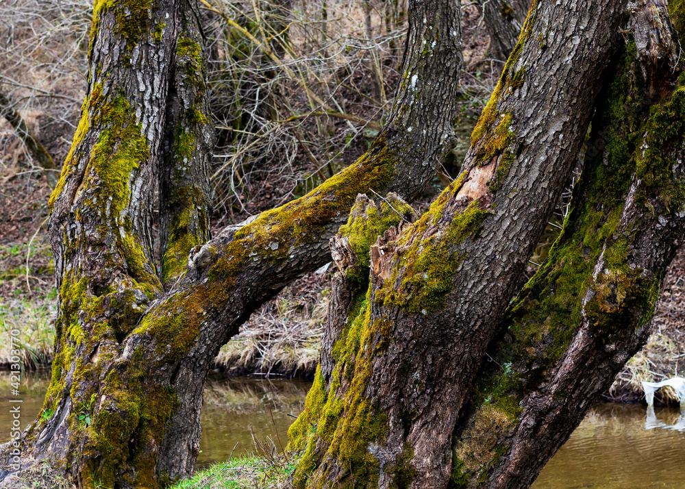 Close-up image of two old and large tree trunks, covered with green moss, on the edge of a river, in a spring landscape