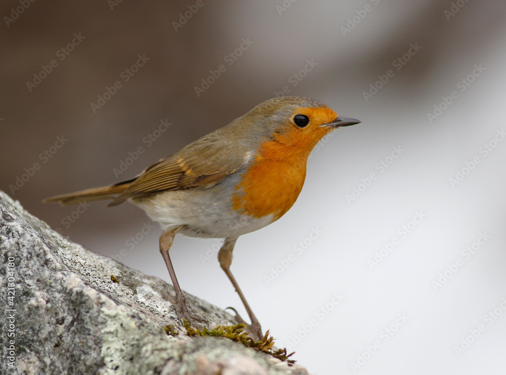 European robin European robin
