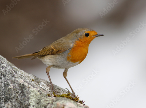 European robin