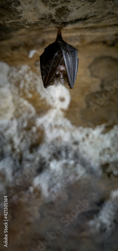 Bat sleeping hanging in the cave roof photo